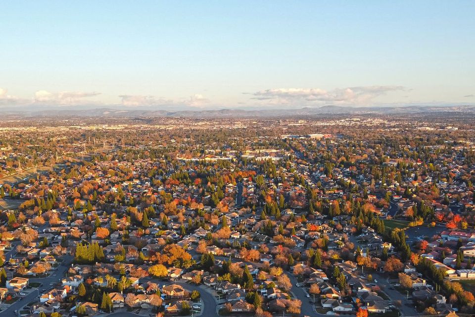 Above It All Tree Care performing professional tree services in Roseville, California