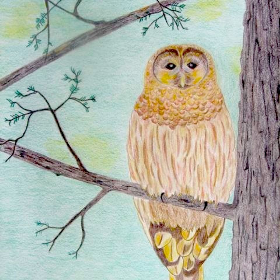 13. owl