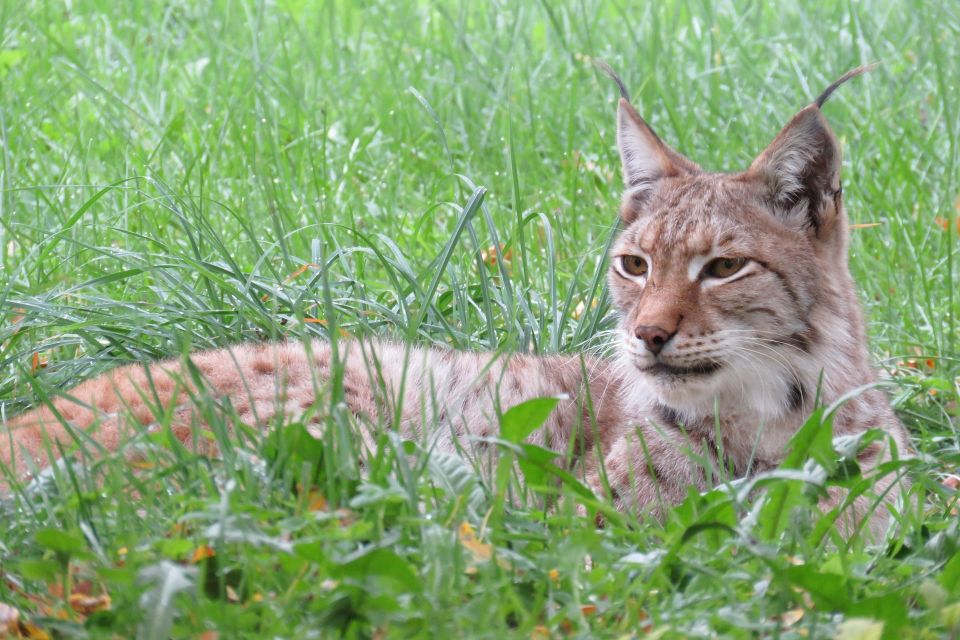 Lynx g596b2e421 1920