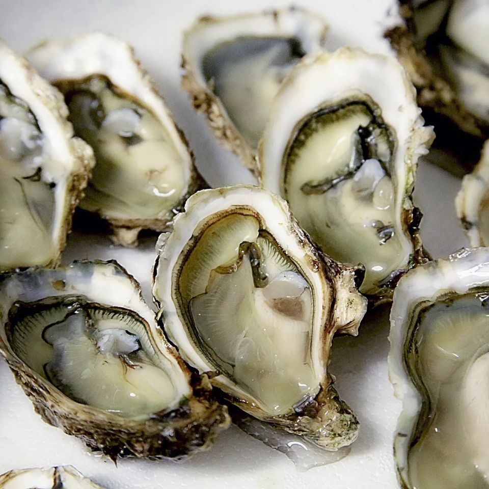 Oyster 1522835 192020170419 1159 10n7js6 original