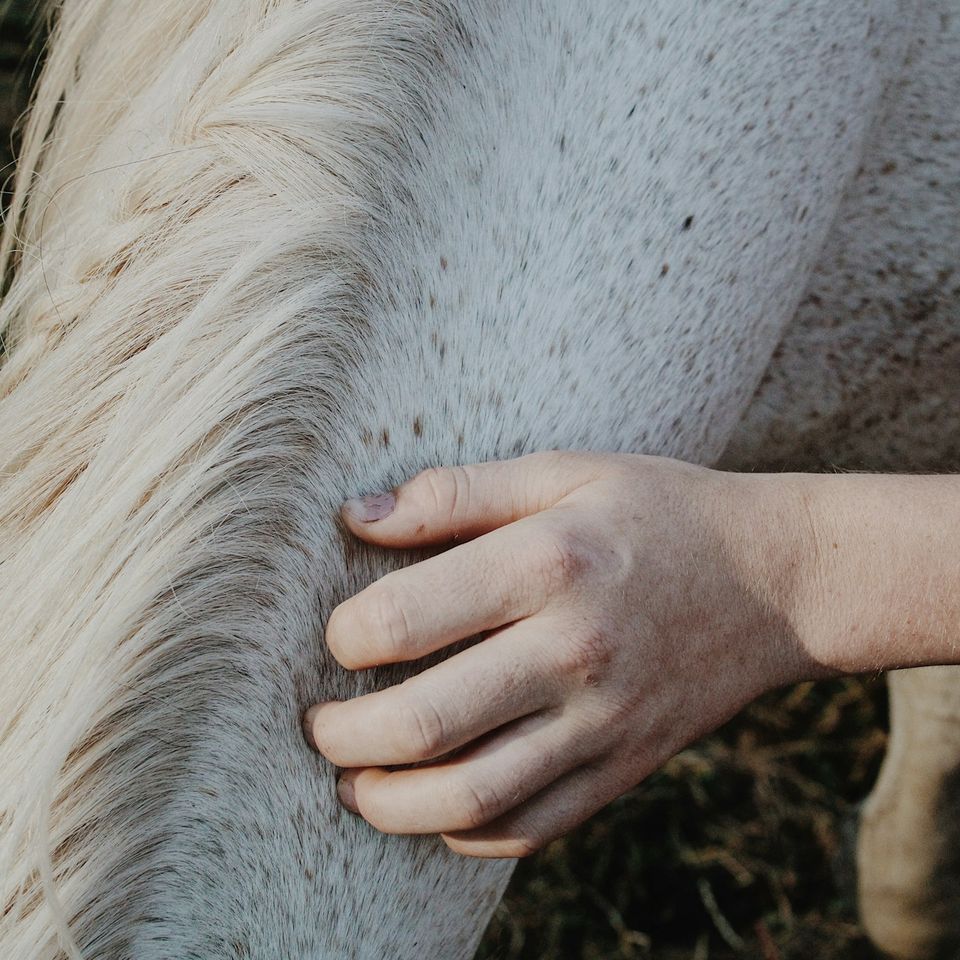 Pony Grooming