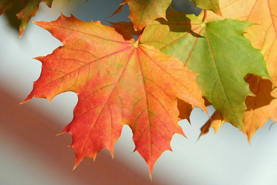Sugar maple leaves