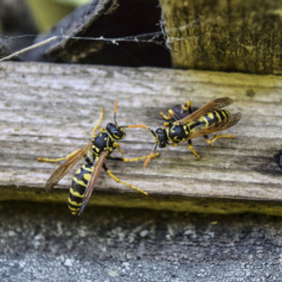 Two wasps on a plank wasps po 185648458