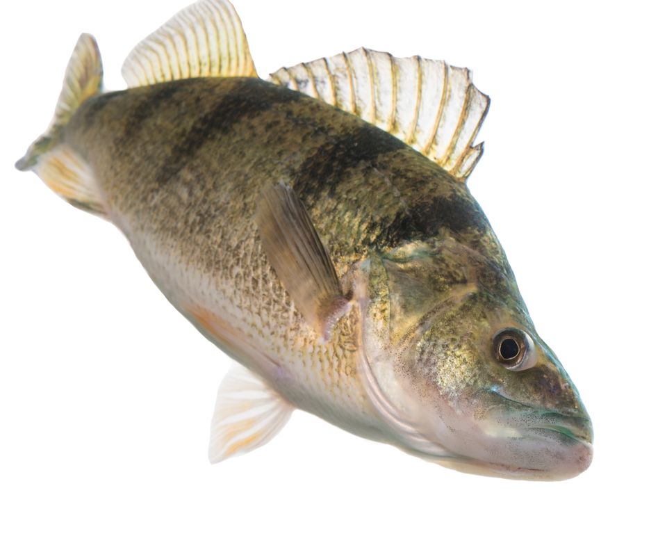 Yellow perch sam stukel 2018 6
