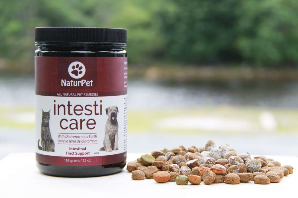 Np intesti with kibble outside 1