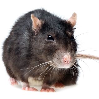 Rat