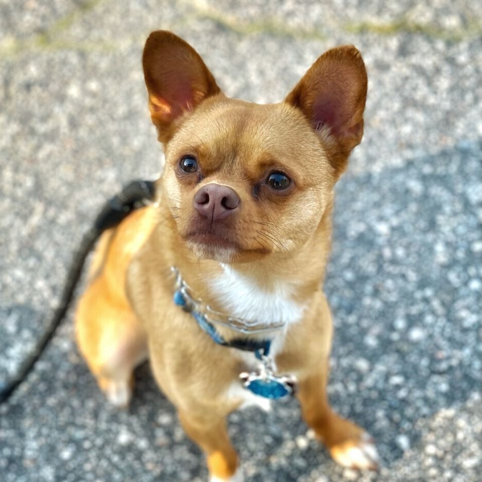 Kiko