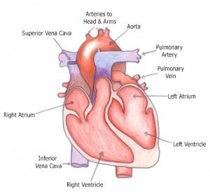 Heartvisual 300x279