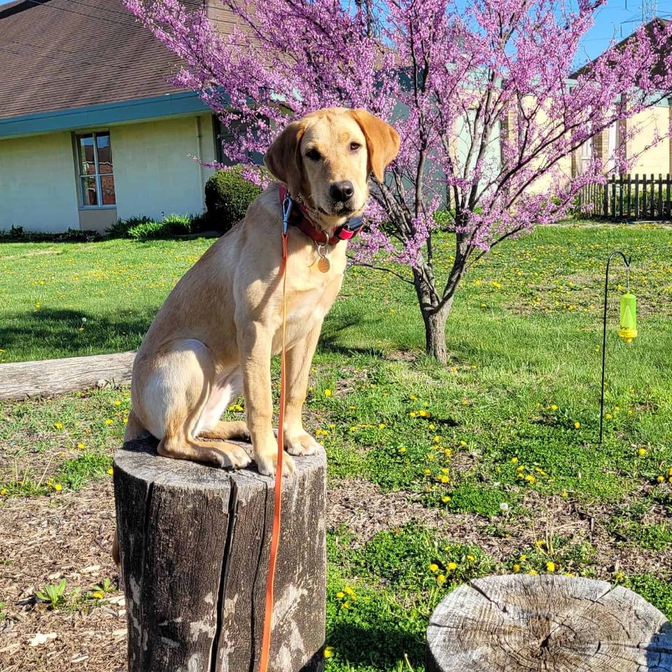 Dog Daycare, InHome Dog Training & Dog Boarding Services near New