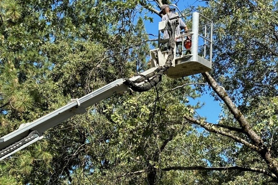 Oak tree pruning in a Stanford Ranch backyard