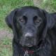 Duke at lake  head shot  dirt on nose (800x601)