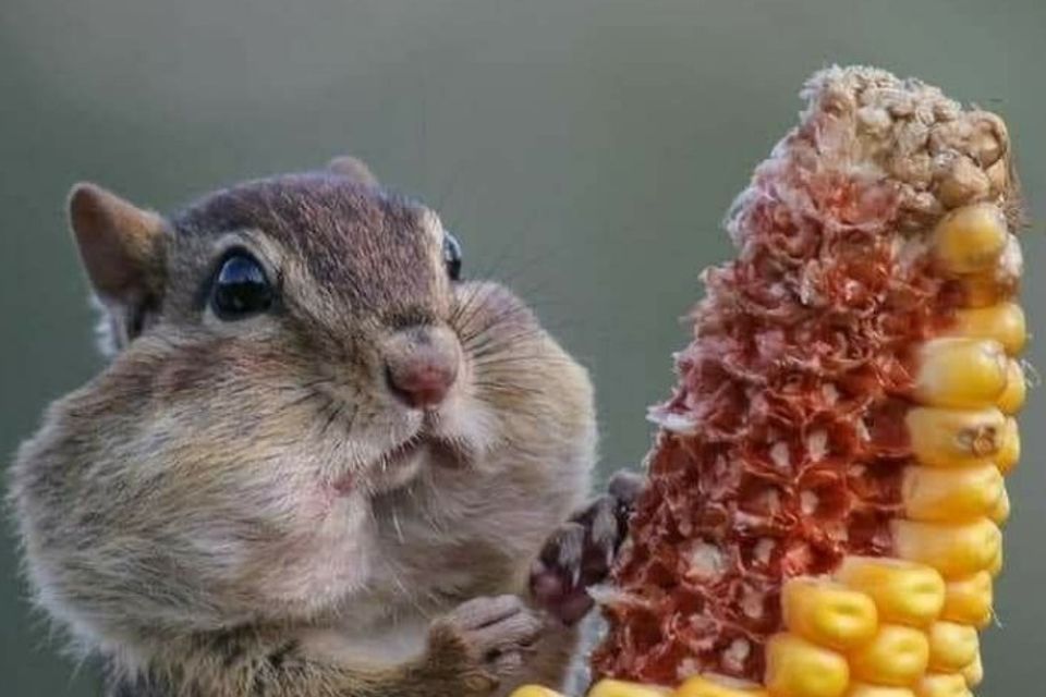 Squirrel 4