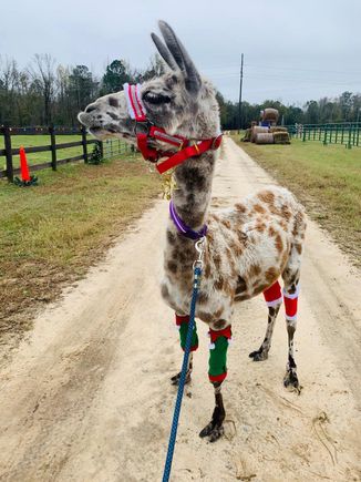 Llama xmas dress