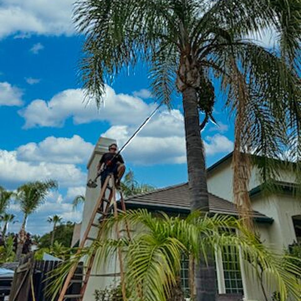 palm tree removal folosm ca