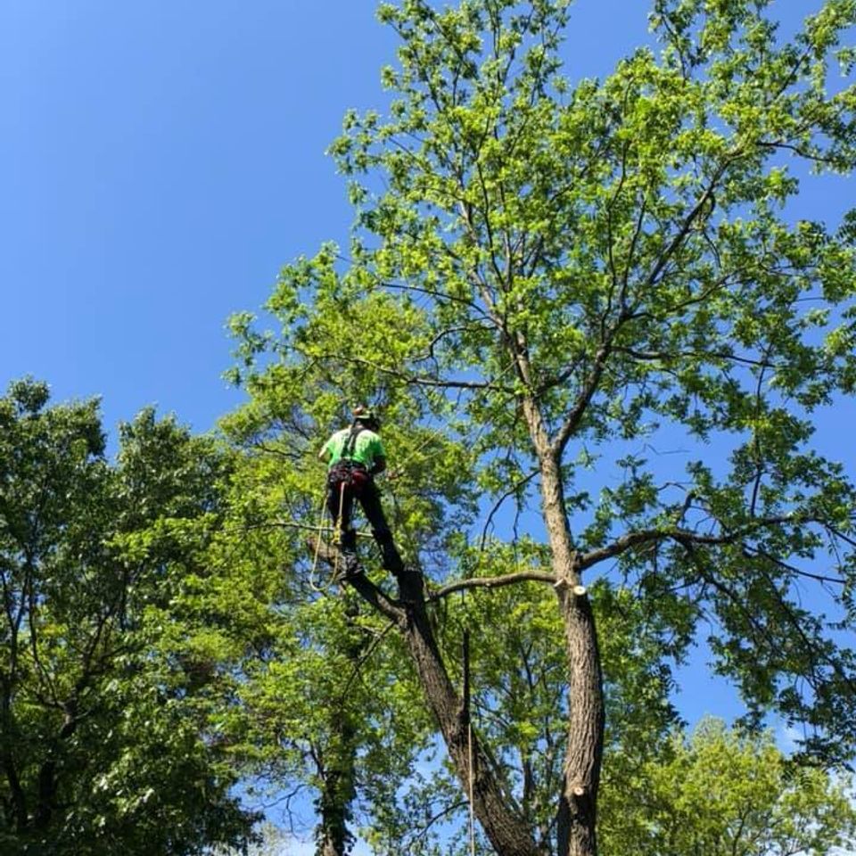 Professional tree trimming