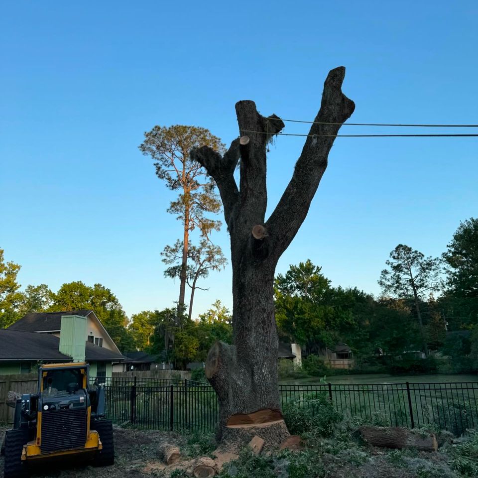 Bachman tree removal