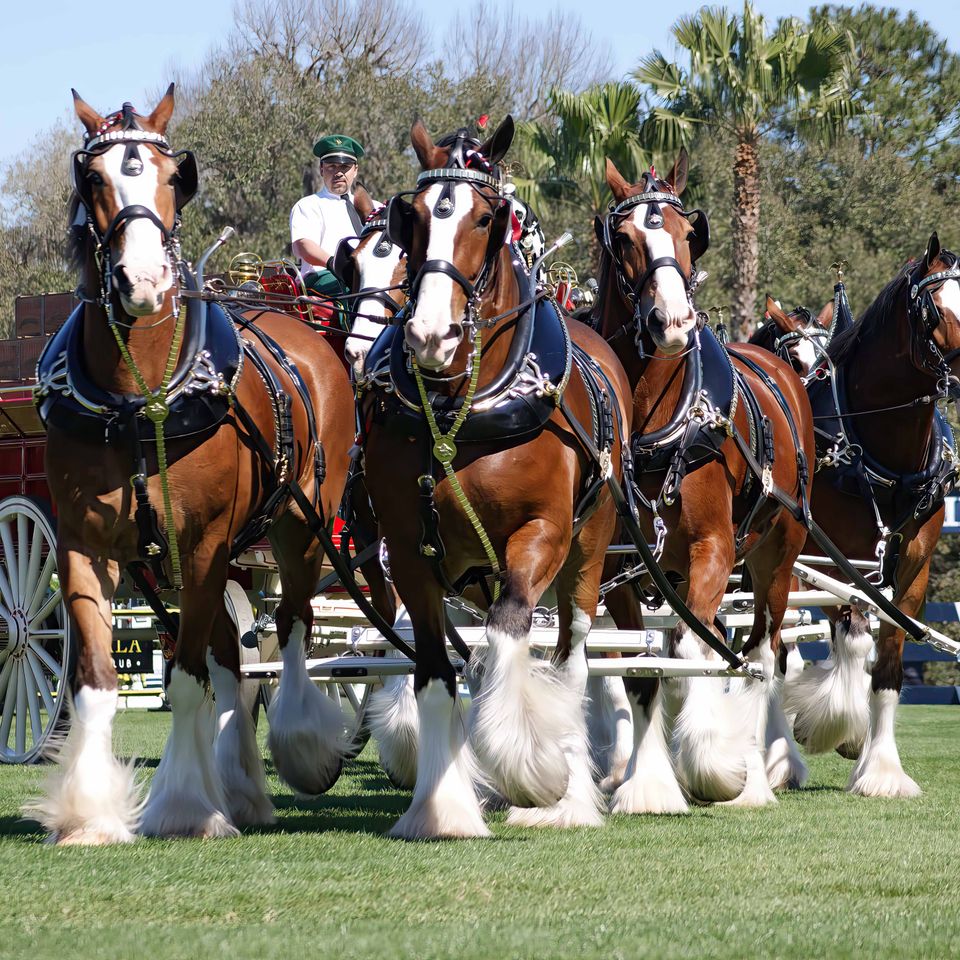 Budweiser clydesdales at live oak(1)