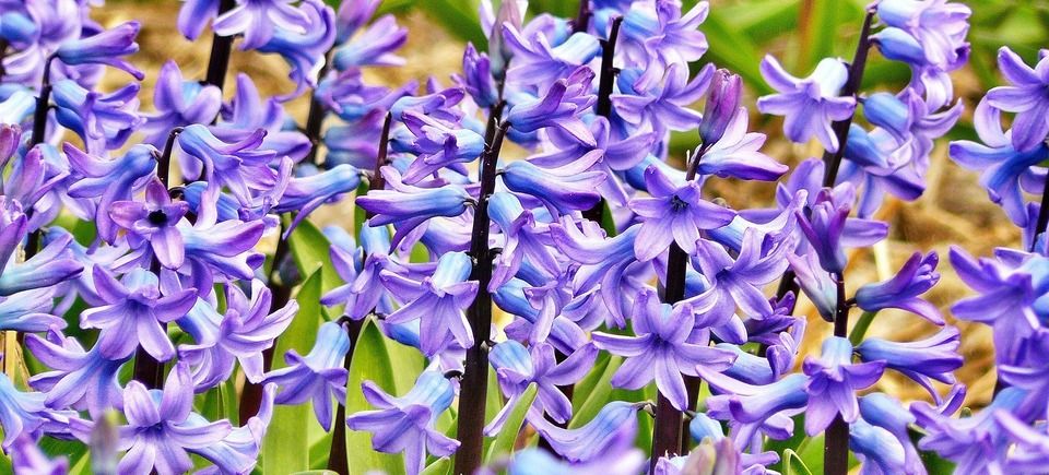 Hyacinth eb32b30b21 1920