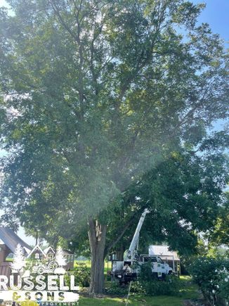 Pecan tree job
