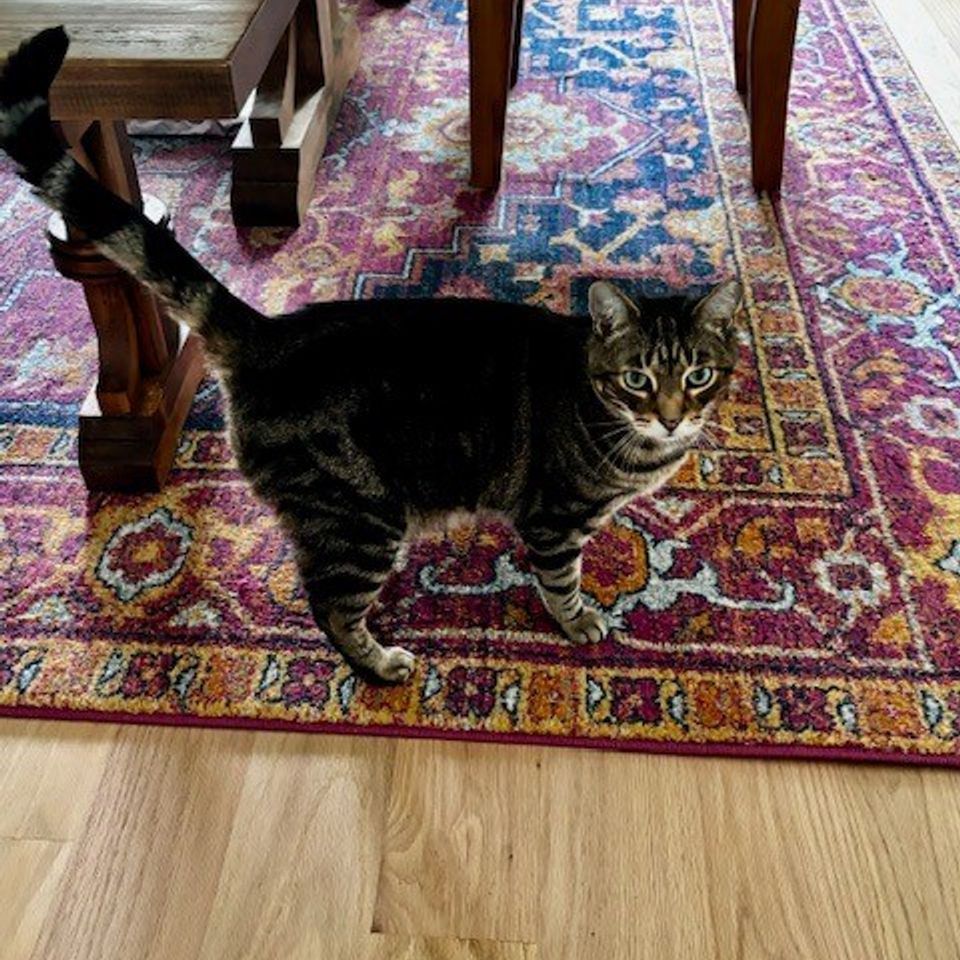 Cat on carpet