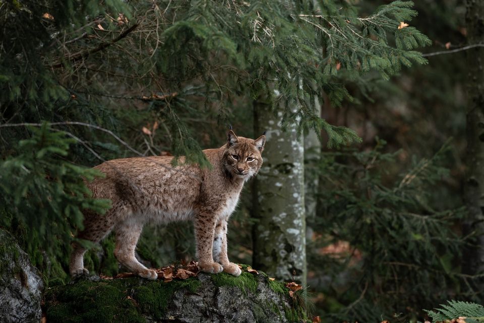 Bobcat g9cfe78256 1920