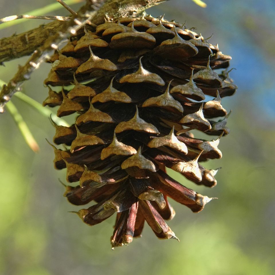 Pine cone tn