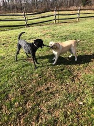 2 dogs tug