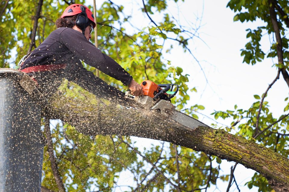 Tree trimming 4