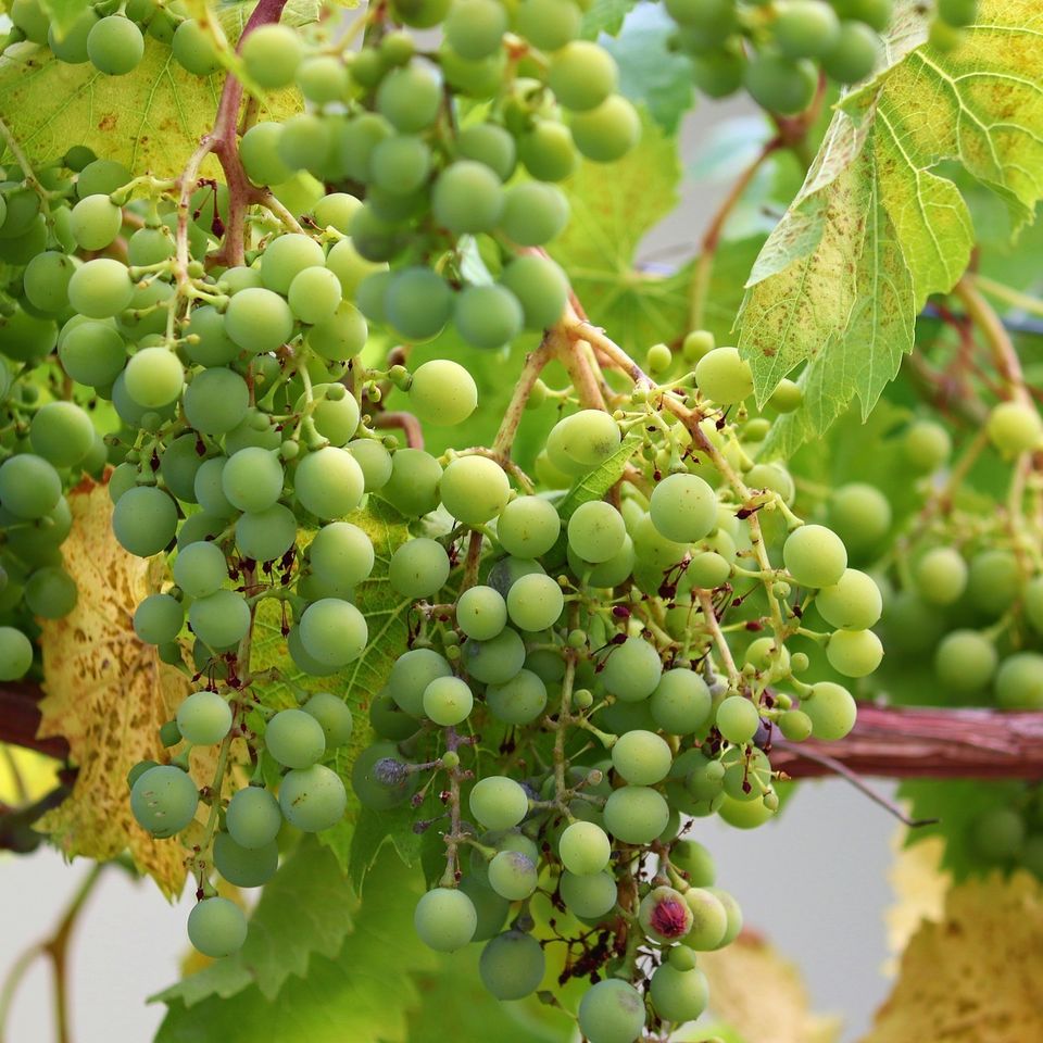 Grape 52e3d2404e 1920