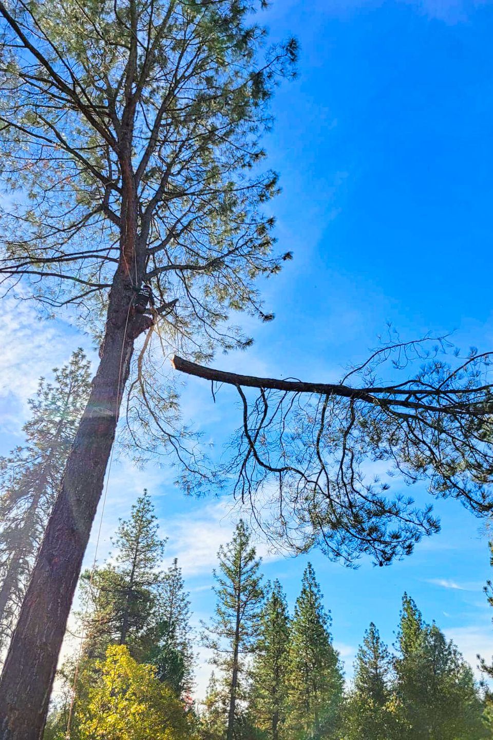 Professional arborist high up in a pine tree performing a precision cut on a large overextended branch, safely directing the falling limb away from the property during a technical tree pruning service