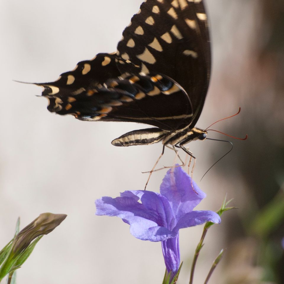 Black and yellow butterfly