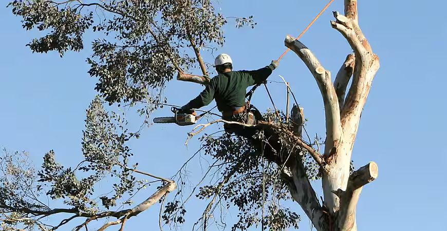 tree trimming harford county md