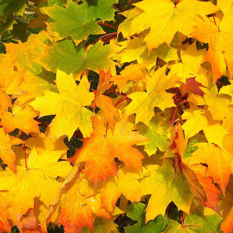 Leaves20171016 31400 10sykj9