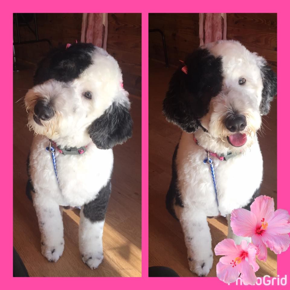 Lady the adorable sheepadoodle!