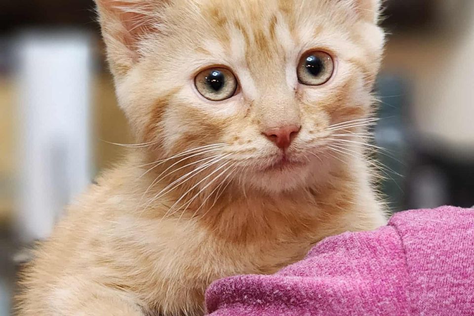 Getattachmentthumbnail (12)