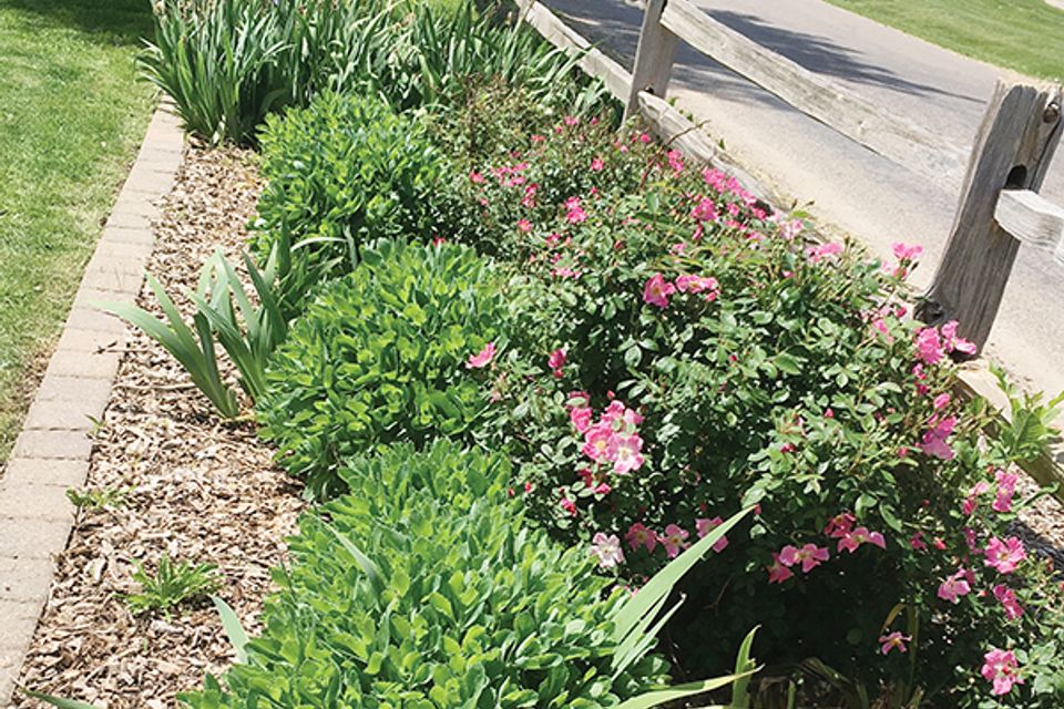 Lpnflowers1