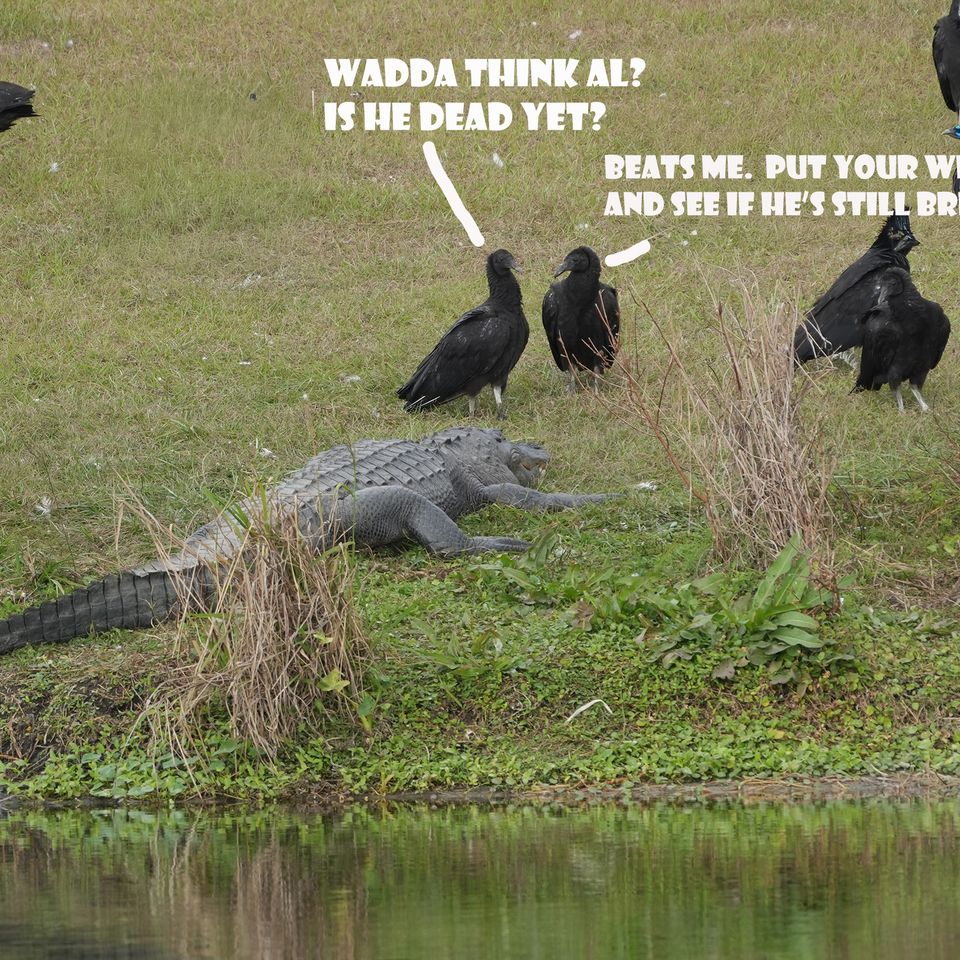 Alligator cartoon   website