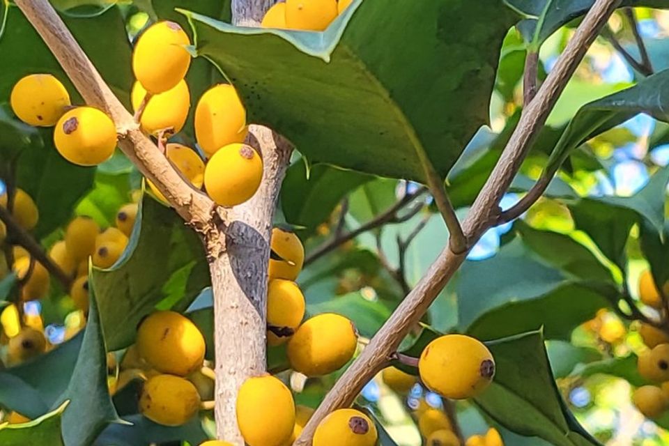 Yellow berried female varieties