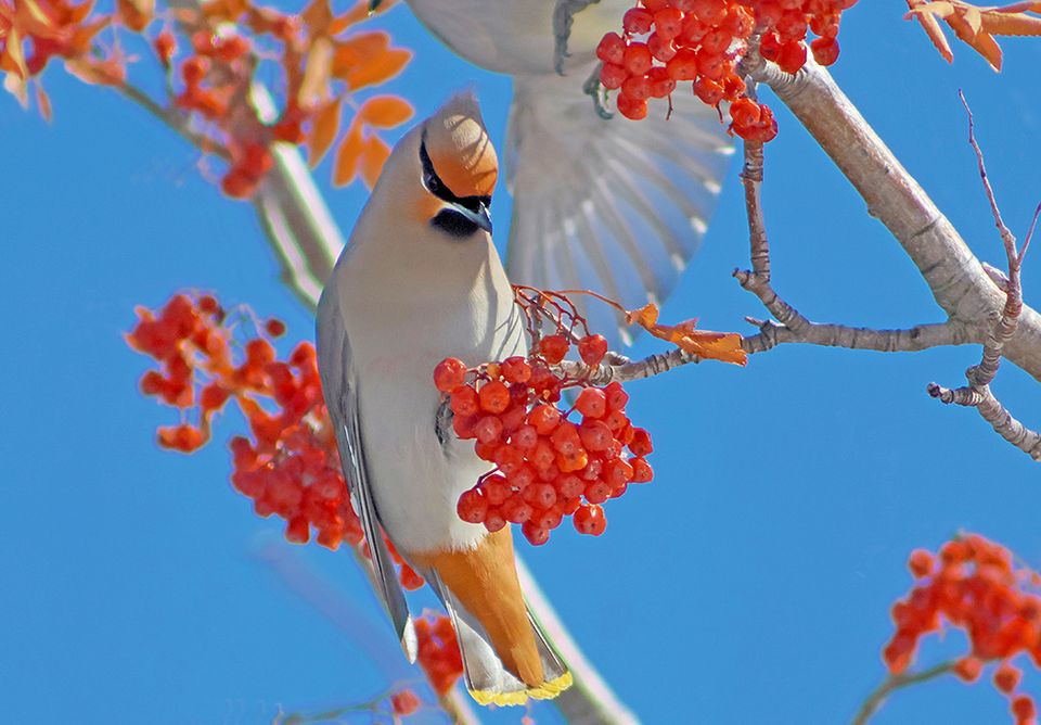 13 bird friendly
