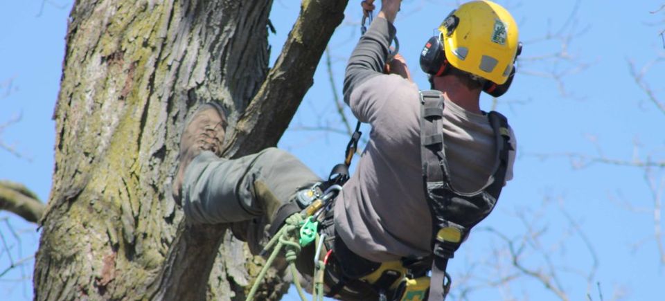 Tree climbing arborist 1084x723