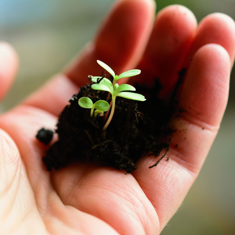 Plant gfa3f51c37 1920