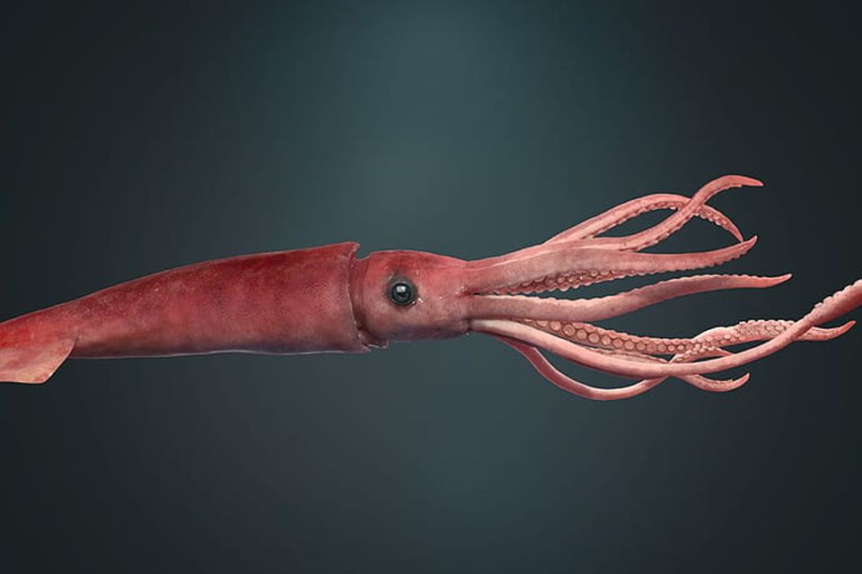 Desktop wallpaper squid and background of squid giant squid ak