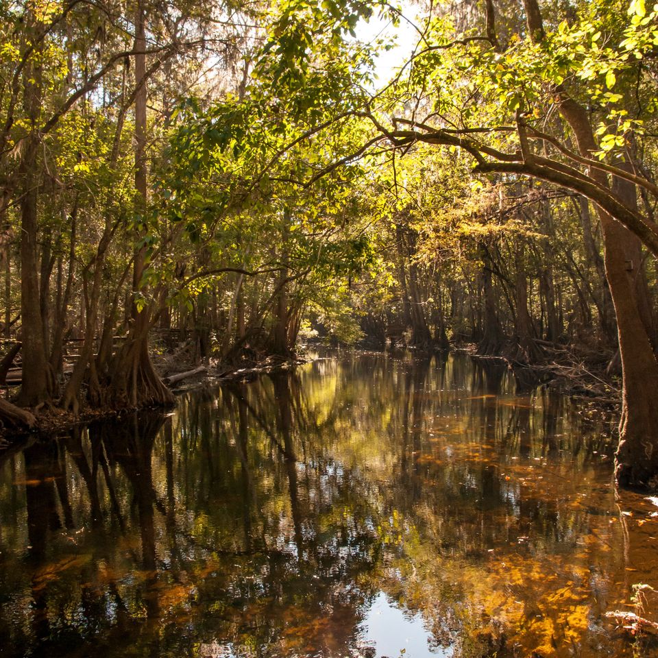 Hornsby spring rum island 185