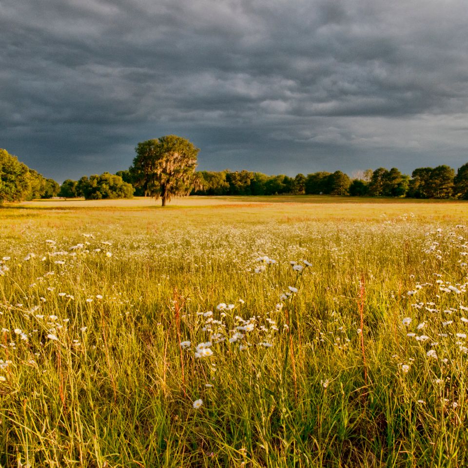 Rc twilight storm field (1 of 1)