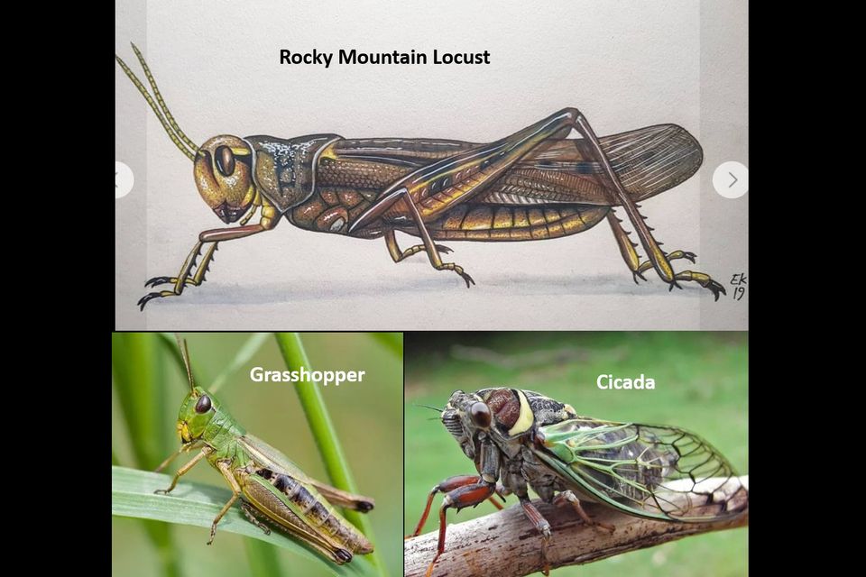 Locust collage 2