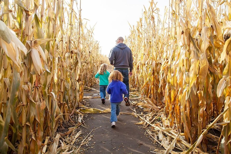 Njf web cornmaze