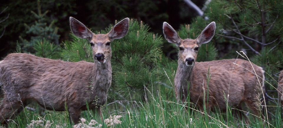Wildlifeslideshow320121203 1864 z8zkot 0