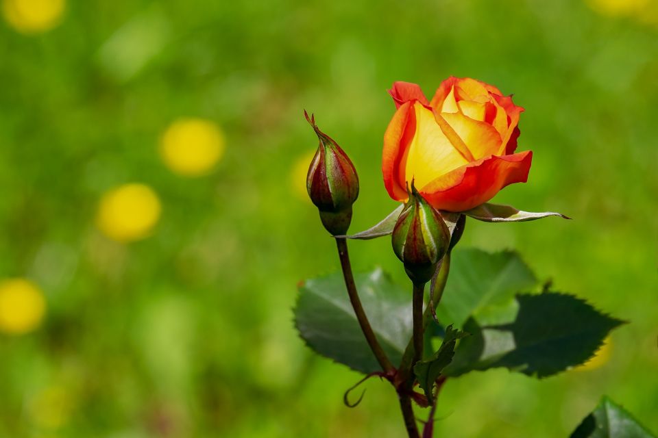 Flower g15f41668f 1920