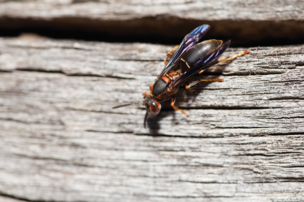 Termite20150918 26167 1idouot