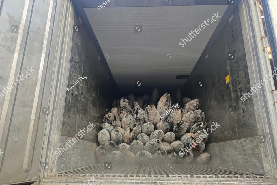 Stock photo transshipment for frozen yellowfin tuna big size stuffing into the container during loading cargo 2254270907